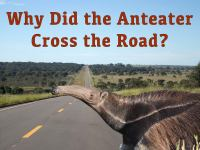 Why_Did_the_Anteater_Cross_the_Road_